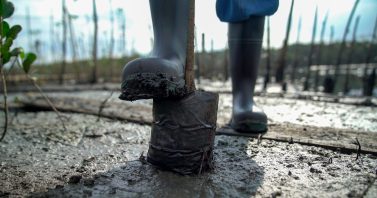 Dia de Proteção aos Manguezais: plantio de 20 mil mudas transforma cenário às margens da Baía de Guanabara 